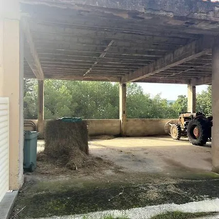 L'olive, Elegant En Pleine Nature