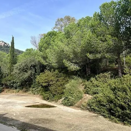 L'olive, Elegant En Pleine Nature *